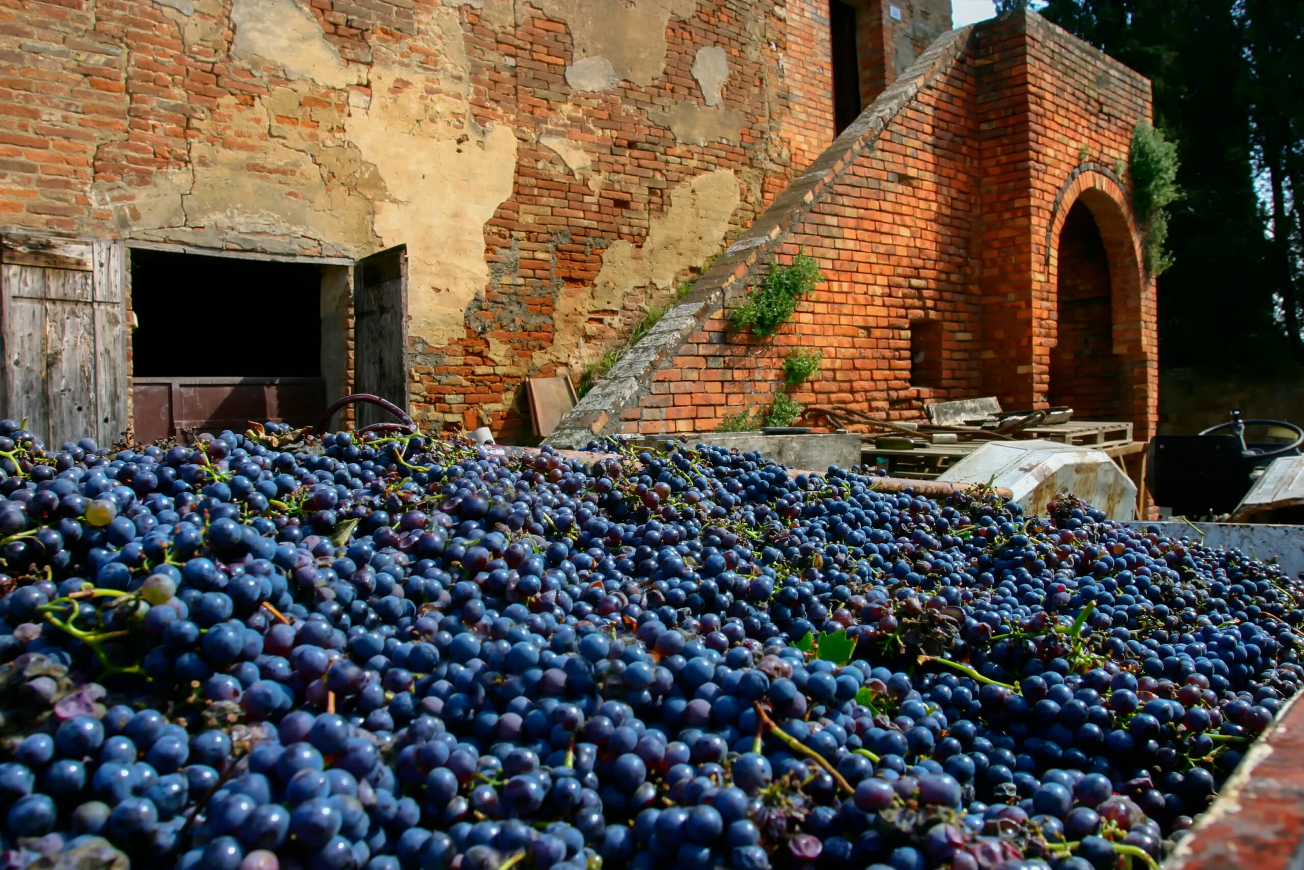 Grapes ready to be pressed into wine in Tuscany Italy