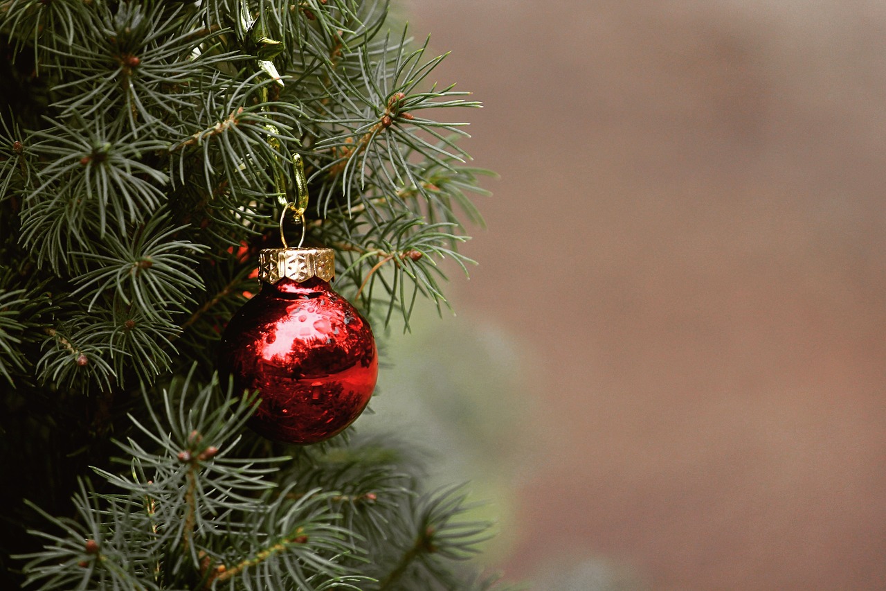 Dare nuova vita agli abeti di Natale: l’iniziativa AMA