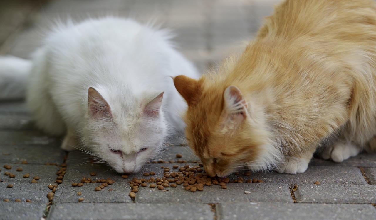 Roma celebra la Giornata Nazionale del Gatto con un grande evento