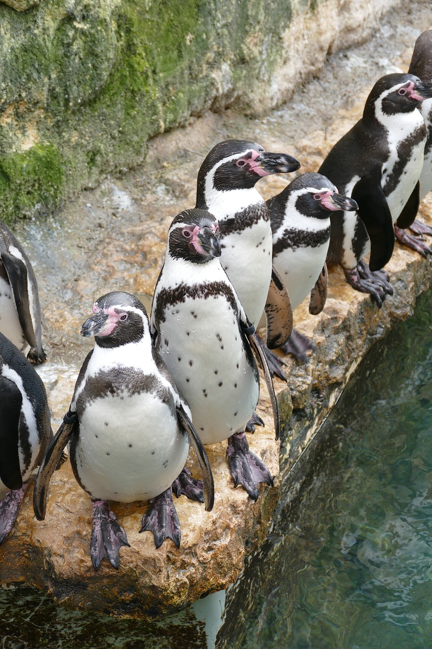 Il Bioparco di Roma celebra il Darwin Day: un viaggio straordinario nel mondo dell’evoluzione!