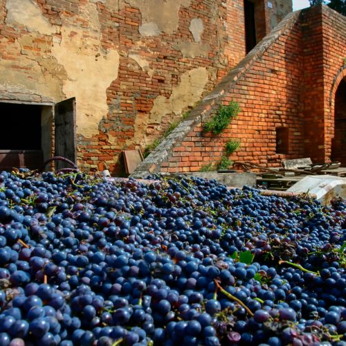 Grapes ready to be pressed into wine in Tuscany Italy