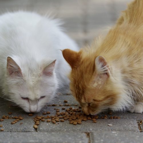 Roma celebra la Giornata Nazionale del Gatto con un grande evento