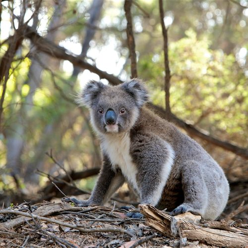 Carnevale e Giornata Mondiale della Fauna Selvatica